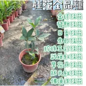 田尾玫瑰園 l 【全品種桂花】武藤香水紅桂、珍珠五彩桂、朱砂、早花丹桂、日香、狀元紅桂、佛頂珠桂、發財、金球、黃金桂花