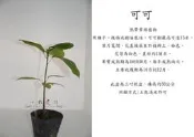心栽花坊-可可樹/可可亞/實生苗/水果苗/售價120特價100