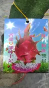 ╭☆東霖園藝☆╮優質樹種(雙色火龍果)紅白雙星 火龍果