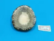 superlin30 a035-0101 龜甲笠螺 (71*56 mm)