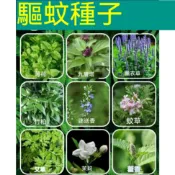 ✔💥【多款驅蚊草種子】夏季強力驅蚊草九層塔 迷迭香 艾草 薄荷 藿香 清香木豬籠草種子 庭院陽台種植 陽台庭院盆栽