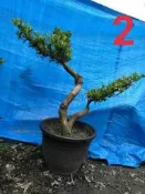 開心農場，藝術植物，羅漢松。