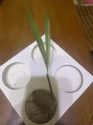 園藝治療療癒的檳榔苗-不用掃樹葉的綠園