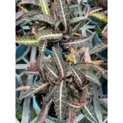 🌵多肉植物、仙人掌🌵【 彩葉麒麟 】3吋盆