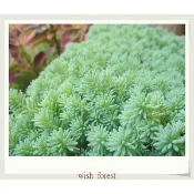 植間生活【薄雪萬年草】。頂樓最佳地被植物~盆栽盆景點綴盆土素材。多肉植物。