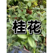 【花田福利社】灌木  ⚇四季桂花 ⚉  3吋黑軟/6吋