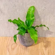 山蘇 桌上型水泥盆栽 觀葉植物 禮物 盆栽 交換禮物 辦公室小物