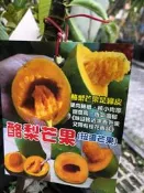 花花世界_水果苗*酪梨芒果苗*4.5吋盆/高約20-30cm/ 核小肉厚~肉質細緻/MA