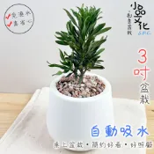 小品文化｜運轉羅漢松｜3吋雪胖免澆水盆栽｜室內植物 室內桌上盆栽 懶人盆栽 吸水盆栽 水培植物 水培盆栽 室內盆栽
