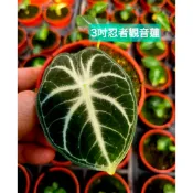 初花農場2店|觀音蓮｜黑葉觀音蓮｜傑克林｜丸葉｜絨葉｜忍者｜仙女｜甲骨文｜魟魚｜薩立安|松染｜洛可｜3寸盆|觀葉植物|