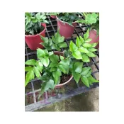 (店+)花森好市-蕨類植物冠眾蕨-全緣貫眾蕨-冬青蕨5-6吋盆高10-15 cm