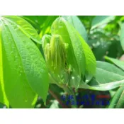 黃金木薯葉/黃金樹薯苗/pokok singkong /Singkong枝條（12-15公分）