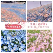 現貨 新種  美麗月見草種子（1000粒）秋冬播種 美麗月見草花種子 室外庭院 觀賞花草種子見土就活 新手易種植 超低價