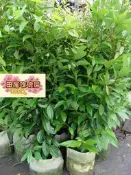 ╭＊田尾玫瑰園＊╯優良庭園樹種--(山肉桂)--觀賞用