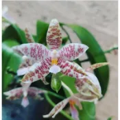 Phal hieroglyphica /象形文字實生苗/ 會香/續花蝴蝶蘭/入門蠟質原種/1.7吋