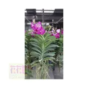 (店+)花森好市-節氣花卉萬代蘭(粉)5吋吊盆30cm