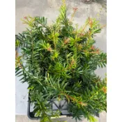 彩虹 紅芽羅漢松｜3吋苖植袋～扦插苗木⋯