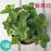 【綠薄荷 3吋、5吋盆】香草盆栽 香蜂草 香草植物  甜點好朋友 綠植