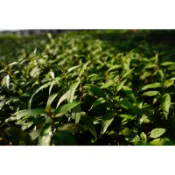 食材供應/新鮮叻沙葉#辣薄荷#越南芫荽#越南香菜#香柳#香辣蓼Rau ră食材供應（長年供應下單前先詢問）