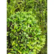 苔鑽🍀❗️買5送5❗️伏石蕨「片裝10*10cm」蕨類植物 觀葉植物 迷你盆栽 抱樹蕨 抱樹蓮 鏡面草 螺厴草 瓜子草