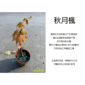 心栽花坊-秋月紅楓/秋月楓/日本楓/期間限定/紅楓/嫁接苗/5吋/楓樹/楓葉/綠化環境/綠籬植物/特價260