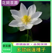 🔥台灣現貨 【優質進口碗蓮種子】 水培碗蓮種子🔥睡蓮 荷花種子 當年開花 睡蓮 碗蓮 荷花 已開口 水培花卉種子