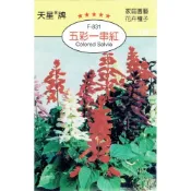 (店+)【天橙種子】五彩一串紅種子 F-831 混合色 8~3月播種 花卉類種子 天星牌 穗耕種苗 家庭園藝 彩色原包裝