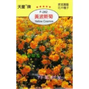 【萌田種子】Y22 黃波斯菊Yellow Cosmos~穗耕種苗~天星牌種子~