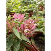 {頂上花藝} 粉紅火鋸蝶花 九重葛 / 小花型系列  / 花朵聚集成柱猶如火靶/ 盆景或迷你盆栽素材