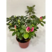 杜鵑花 觀賞花 西洋杜鵑 平戶杜鵑，杜鵑花