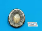 superlin30 a035-0101 龜甲笠螺 (61*48 mm)