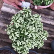 DHA Bungwang x Thai 羊角沙漠玫瑰種子