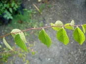 ╭＊田尾玫瑰園＊╯優良造林樹種-(台灣櫸-雞油.)-高貴木材/為台灣闊葉樹五大木之一