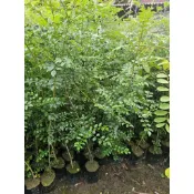 李家果苗 光臘樹 2吋半盆 小樹苗 景觀樹 高度20公分 單價45元