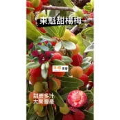 頂耀園藝 東魁甜楊梅 高度約50-60公分 嫁接/靠接苗