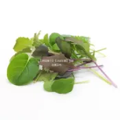 【268菜園】Baby Leaf嫩葉生菜種子~和風盛夏野菜~日系野菜 × 羽衣甘藍，打造耐熱、易種又養生的夏季輕食
