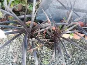 襯景植物 ** 紅葉文硃蘭 ** 6吋盆/ 高30-40公分/ 多年生草本植物【花花世界玫瑰園】s