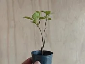 ∴。*藝術.美樹°*∴ ＊日本山柿~實生苗!＊
