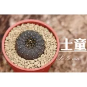 🌼🌼🌼【士童】（超小棵的）1吋盆 | Sa La Ma多肉植物| 仙人掌科 |療癒植物