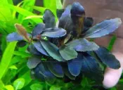辣椒榕/神秘草~Bucephalandra sp. Nanga Taman “布朗尼 Grande”