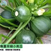 🎃【省空間免搭架】無蔓早綠小南瓜種子 日本品種/早生快速 不爬藤陽盆栽 超甜栗子南瓜口感 家庭菜園首選 四季可種