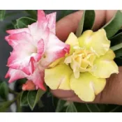 森禾|🌱🌱【沙漠玫瑰】沙漠玫瑰種子 藍色芭蕾名貴品種四季播種陽臺盆栽植物花卉種子 重辦沙漠玫瑰 玫瑰花 花卉種子
