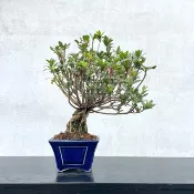 小品盆栽-日本皋月杜鵑 絹之舞