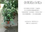 心栽花坊-含笑花/白花//8吋/香花植物/綠化植物/綠籬植物/售價280特價250
