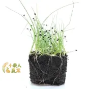 現貨隔日寄 Microgreens苗菜種子-北蔥~濃香細絲，再也不用辛苦切蔥花 陽台種出濃香細蔥 告別切蔥花 居家微菜園