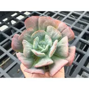 【小農舍】七福神雨滴變異 / 大肉 / 瘤肉 / 多肉 / 多肉植物 / 盆栽 / 園藝 / 植物