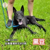 【小額捐款🐾救助老病殘❤️‍🩹】9歲黑豆 幼時淒苦終獲新生《社團法人台灣搖尾巴友善動物協會(TTCA)》