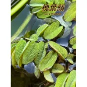 『525生態植物園』槐葉蘋 （槐葉萍）極危物種，原生植物，濕地，漂浮，水生蕨類或水生植物