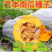南瓜種子 金瓜籽 番南瓜 飯瓢仔 瓜果種子 家庭菜園 庭院瓜棚 盆栽瓜類 爬藤植物 可食用南瓜 有機種植 蔬果種子 瓜苗