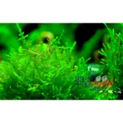蝦兵蟹將【水草造景】小三角莫斯(石頭片)【一片】前景草 中景草 苔蘚類 陰性水草 南美 莫絲 默思 默絲 入門級 初學者